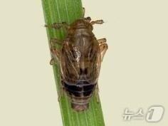 본문 이미지 - 벼의 줄기에서 즙을 빨아먹어 수확량 감소와 품질 저하를 일으키는 벼멸구.(상주농업기술센터 제공, 재판매 및 DB 금지) ⓒ News1 김대벽기자