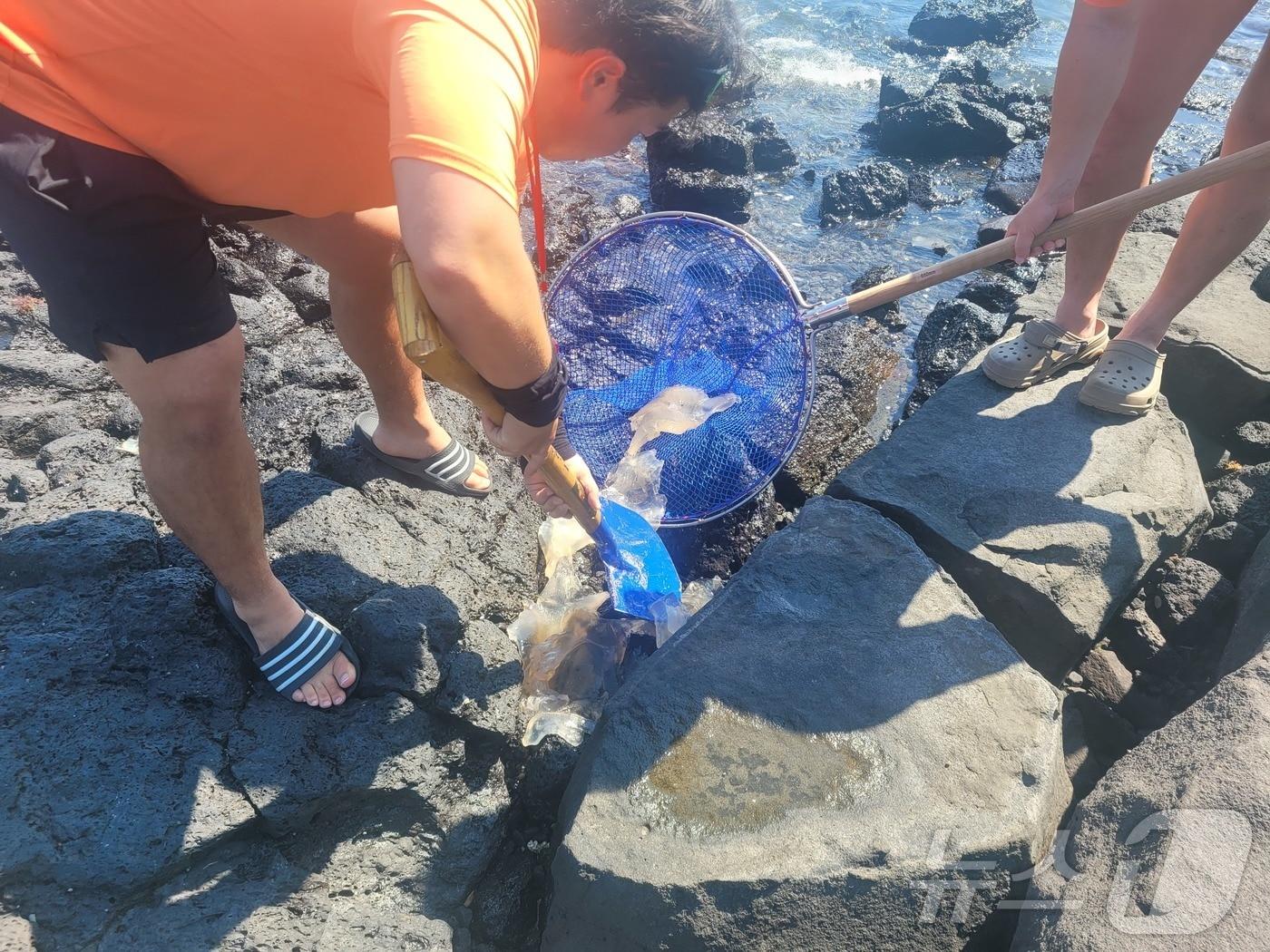 본문 이미지 - 지난 28일 제주 서귀포시 표선해수욕장에서 안전요원들이 푸른우산관해파리를 수거하고 있다.(제주도소방안전본부 제공. 재판매 및 DB 금지)2025.7.29/뉴스1 ⓒ News1 홍수영 기자