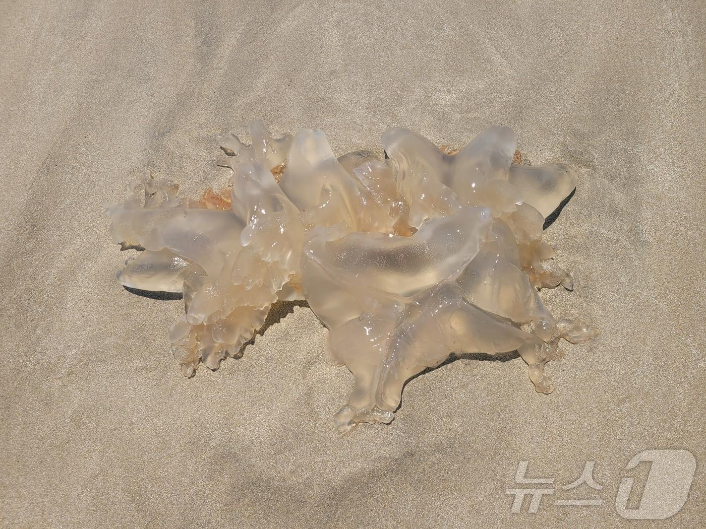 본문 이미지 - 지난 28일 제주 서귀포시 표선해수욕장 해안가에 출몰한 해파리.(제주도소방안전본부 제공. 재판매 및 DB 금지)2025.7.29/뉴스1 