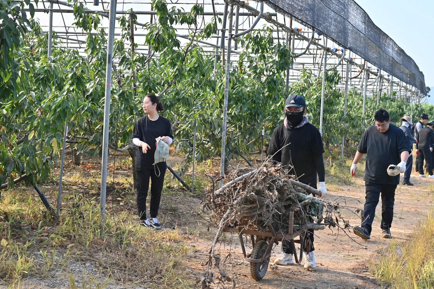 충남도 대변인실 직원들이 예산 체리 농가에서 호우 피해 복구에 나서고 있다.(충남도 제공. 재판매 및 DB금지)/뉴스1 