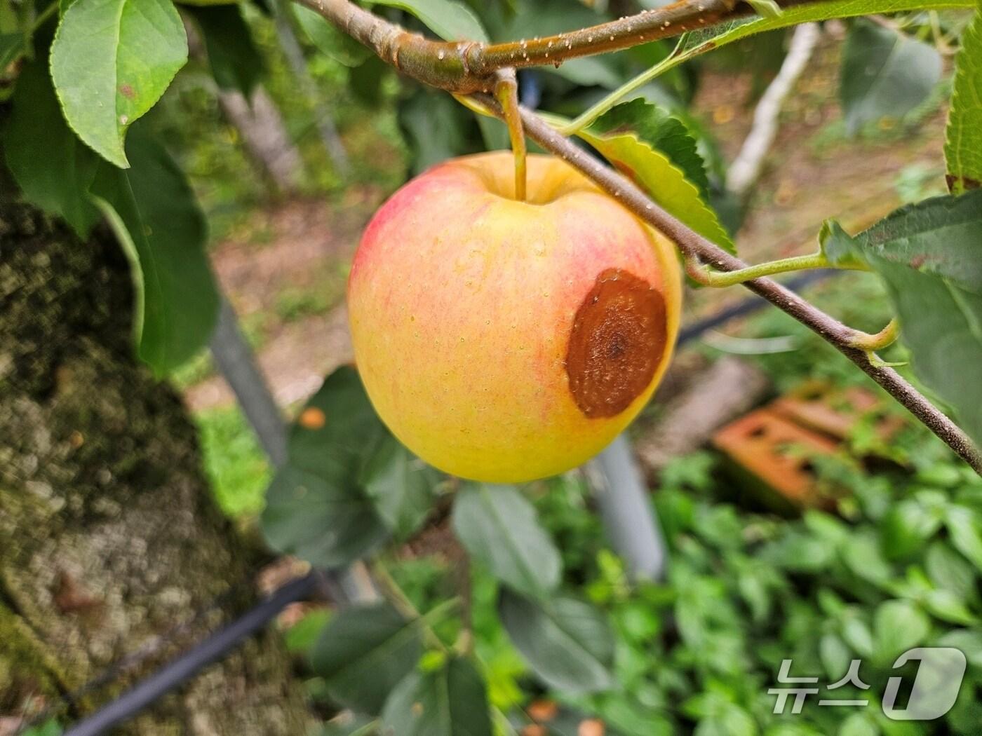 본문 이미지 - 탄저병에 감염된 사과/뉴스1