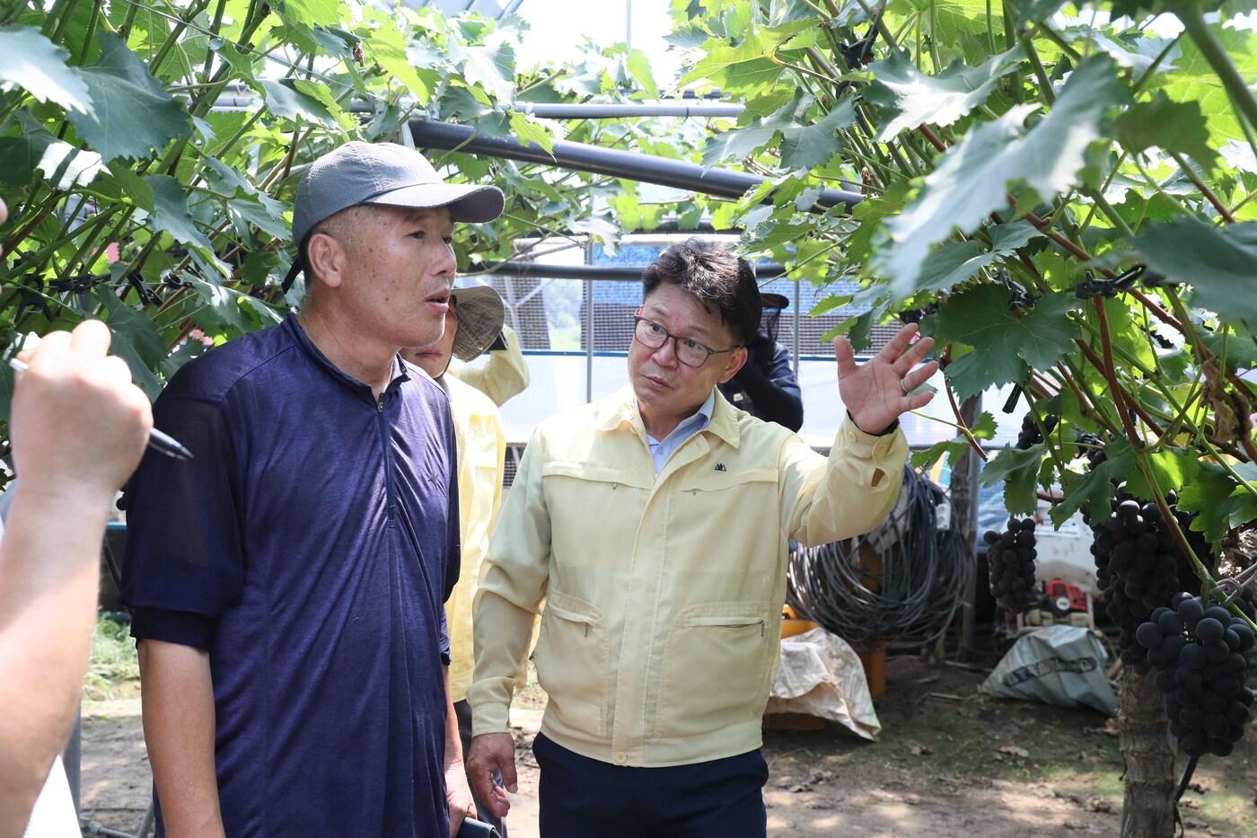 김명수 농촌진흥청 국립원예특작과학원장이 28일 전남 장성 포도 재배 농가를 찾아 열매 터짐, 햇볕 데임 피해 상황을 점검하고 있다. (농촌진흥청 제공) 2025.07.29 /뉴스1