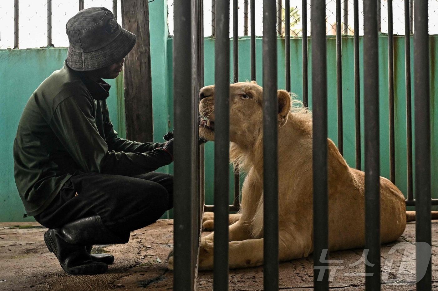 태국의 한 번식장에서 사육사가 사자를 살피는 모습.(특정 기사 내용과는 무관한 자료사진) 2025.7.28. ⓒ AFP=뉴스1