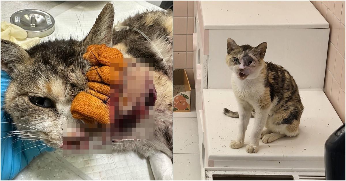 본문 이미지 - 거대 악성 종양으로 눈 한쪽을 잃고 출혈이 심했지만 치료 후 회복 중인 고양이 '미미'(로얄동물메디컬센터 제공) ⓒ 뉴스1