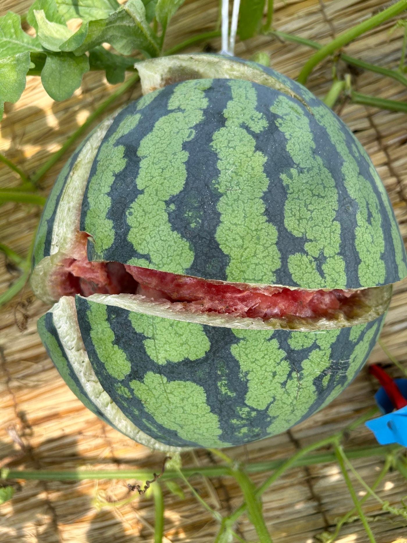 본문 이미지 - 토양 수분 변화로 인한 수박 열매 터짐 현상&#40;농촌진흥청 제공&#41; 2025.07.29 /뉴스1