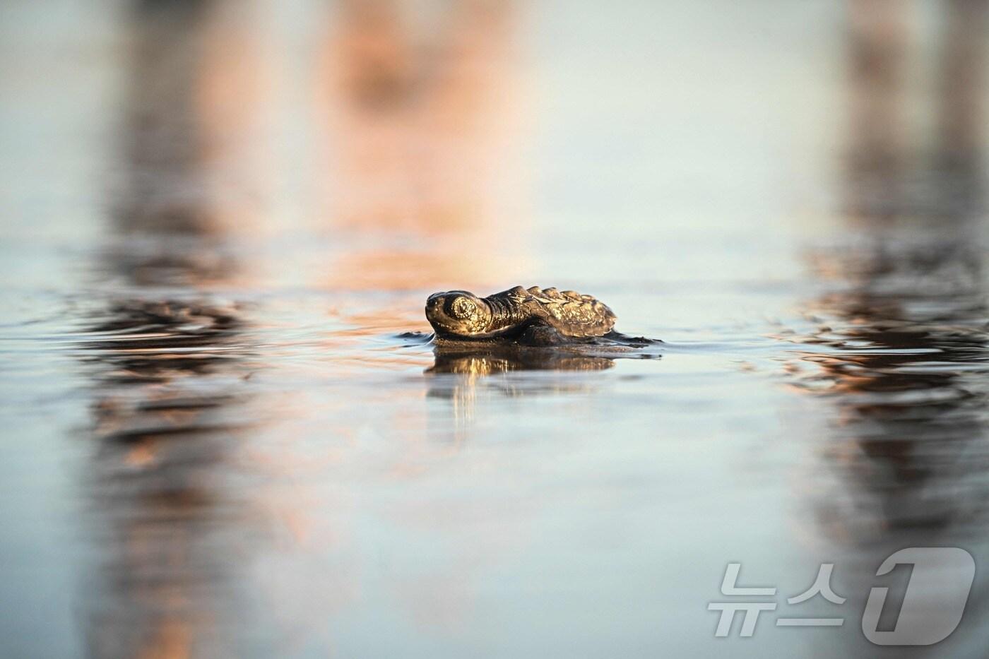 멸종위기종 '켐프리들리 바다거북'이 파나마시티에서 약 100km 떨어진 푼타 차메 해변에 방류된 후 바다로 들어가고 있다. (특정 기사 내용과는 무관한 자료사진)  ⓒ AFP=뉴스1 ⓒ News1 김경민 기자