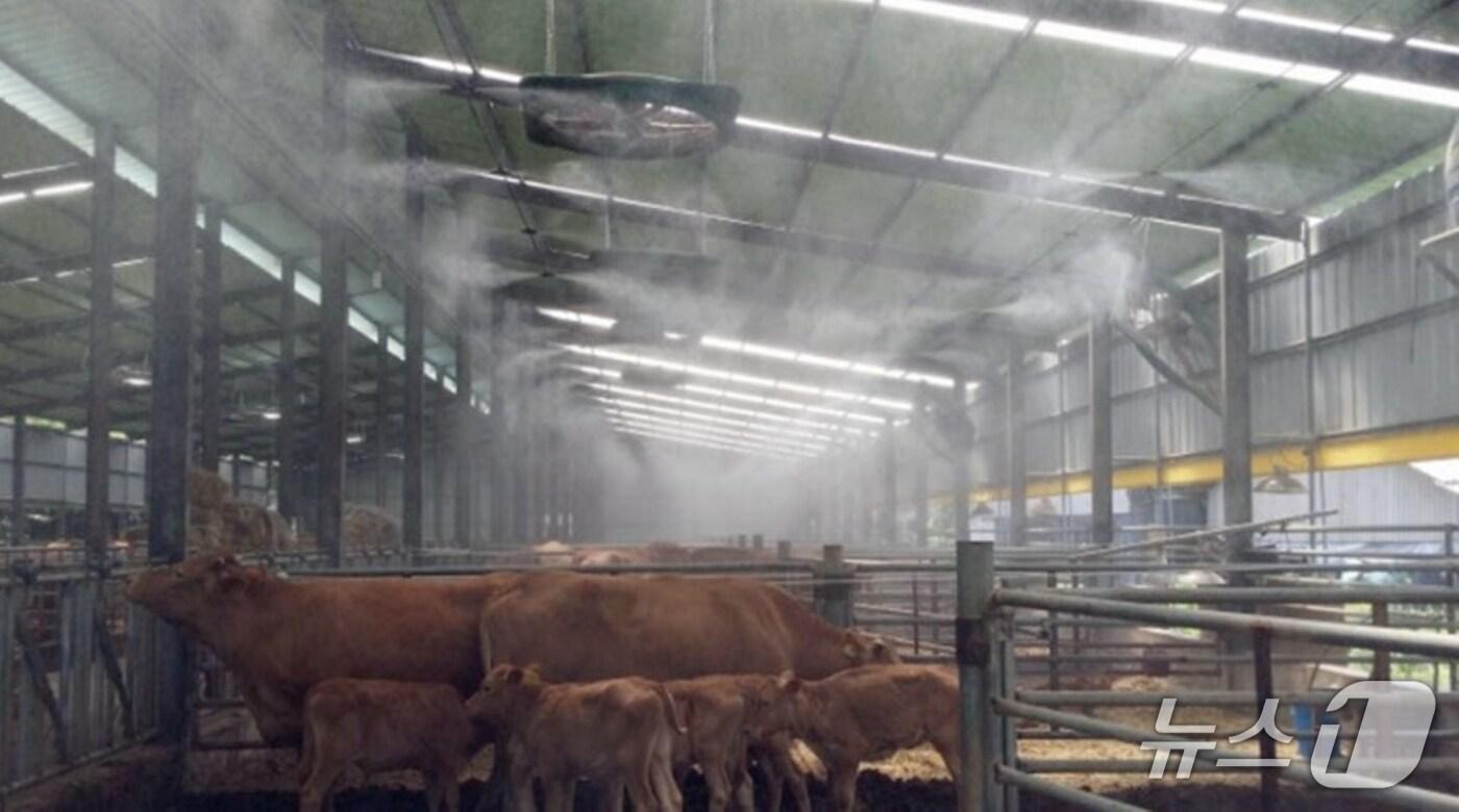 가축 폭염 피해 예방 위해 쿨러가 작동하는 모습.(전남도 제공. 재판매 및 DB금지) 2025.7.3/뉴스1