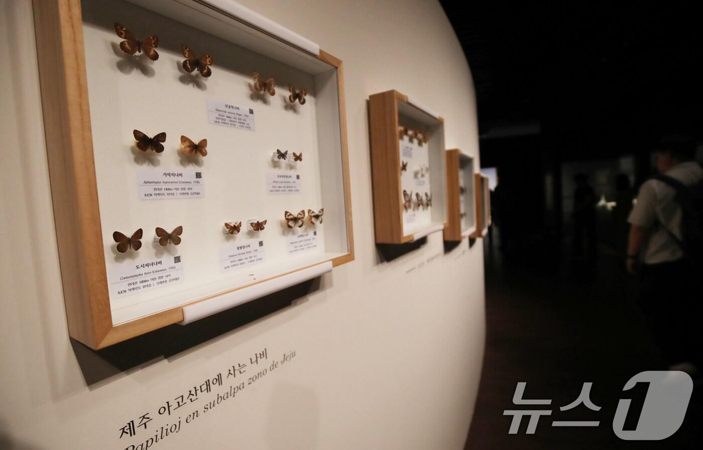 3일 오전 국립제주박물관에서 4일 개막하는 '제주에 나빌레라-광복 80주년 기념 석주명 특별전' 언론공개회가 열리고 있다. 2025.7.3/뉴스1 ⓒ News1 오현지 기자