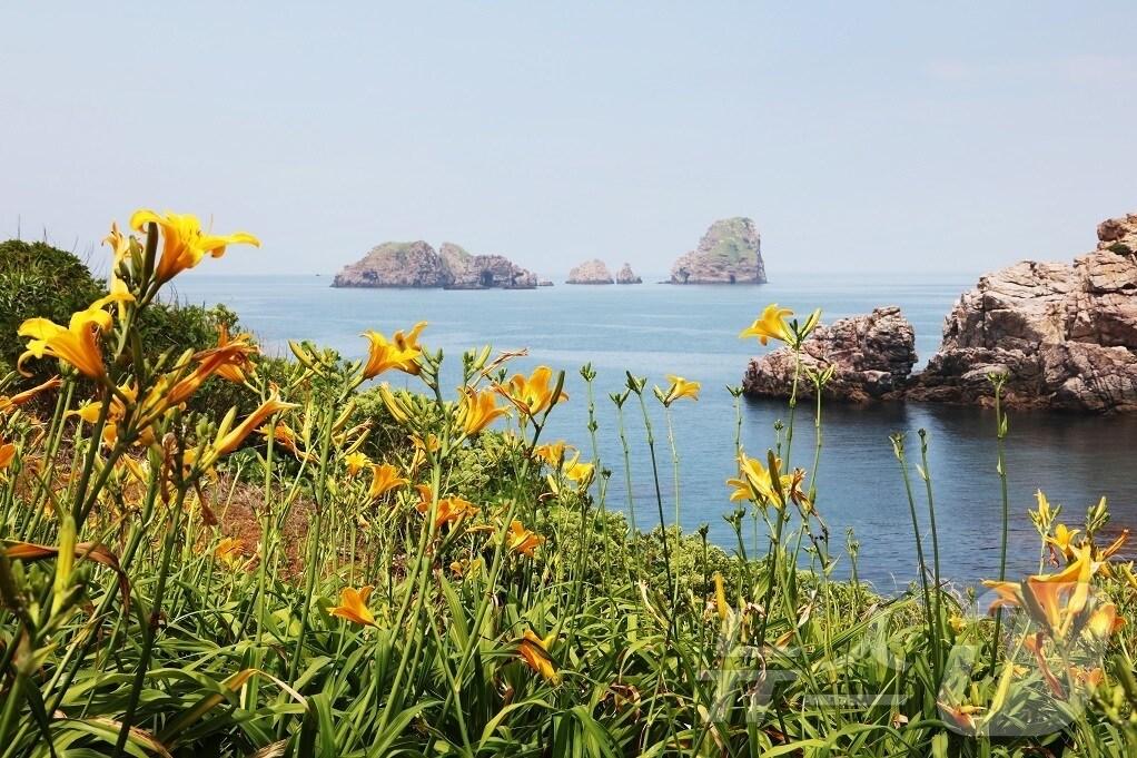 본문 이미지 - 신안군 홍도 원추리꽃 &#40;신안군 제공. 재판매 및 DB금지&#41; /뉴스1 