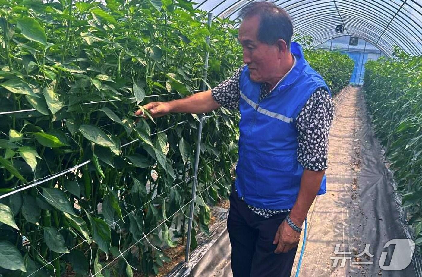 충북 증평군농업기술센터가 3일 고추연구회 회원을 대상으로 폭염 대비 온열질환 예방 기술시범 시연회를 연 가운데 농민이 냉각조끼를 입고 농작업을 하고 있다.&#40;증평군 제공, 재판매 및 DB금지&#41;/뉴스1