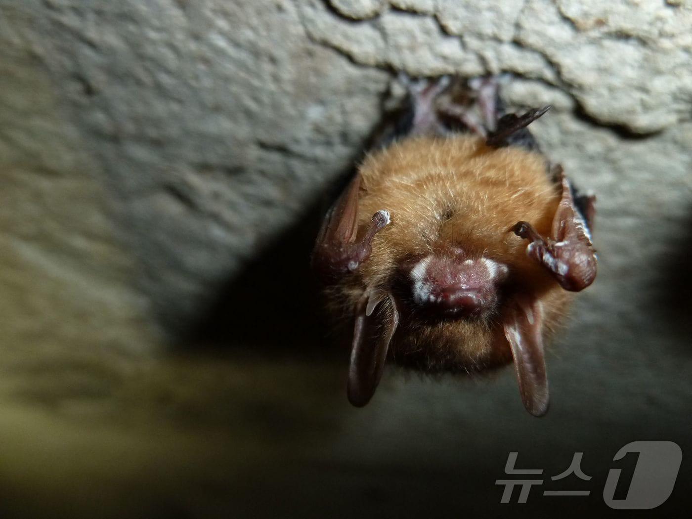본문 이미지 - 미국 켄터키주에 있는 맘모스 동굴 국립공원에서 박쥐가 달려있다. 2024.11.9 (특정 기사 내용과는 무관한 자료사진) ⓒ AFP=뉴스1 ⓒ News1 김경민 기자