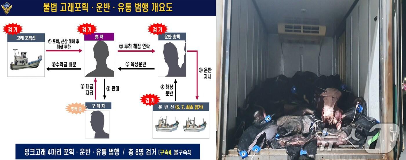 3일 경북 포항해양경찰서는 연중 포획이 금지된 밍크고래를 불법 포획한 선장 A 씨 등 일당 8명을 검거 이 중 4명을 수산자원관리법 위반으로 구속하고 나머지 4명도 같은 혐의로 불구속했다. (포항해야경찰서제공, 제판매 및 유RMAWL) 2025.7.3/뉴스1