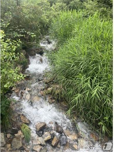 본문 이미지 - 생활권도시숲연구센터 연구진의 조사지 중 한 곳인 강원도 평창군 대화면 하안미리 산153(산림청 국립산림과학원 제공.재판매 및 DB금지)/뉴스1 >