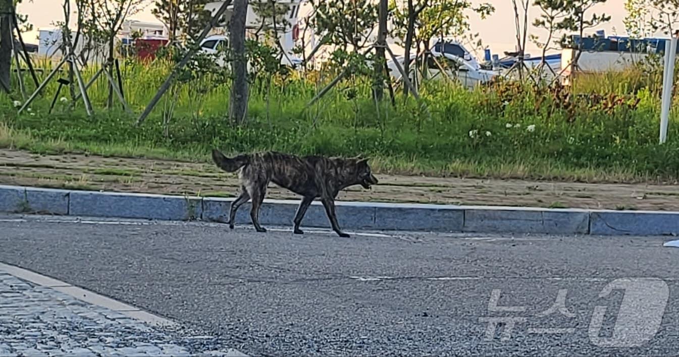 본문 이미지 - 전남 여수 도심 곳곳에 출몰한 야생 들개.&#40;독자 제공. 재판매 및 DB 금지&#41;
