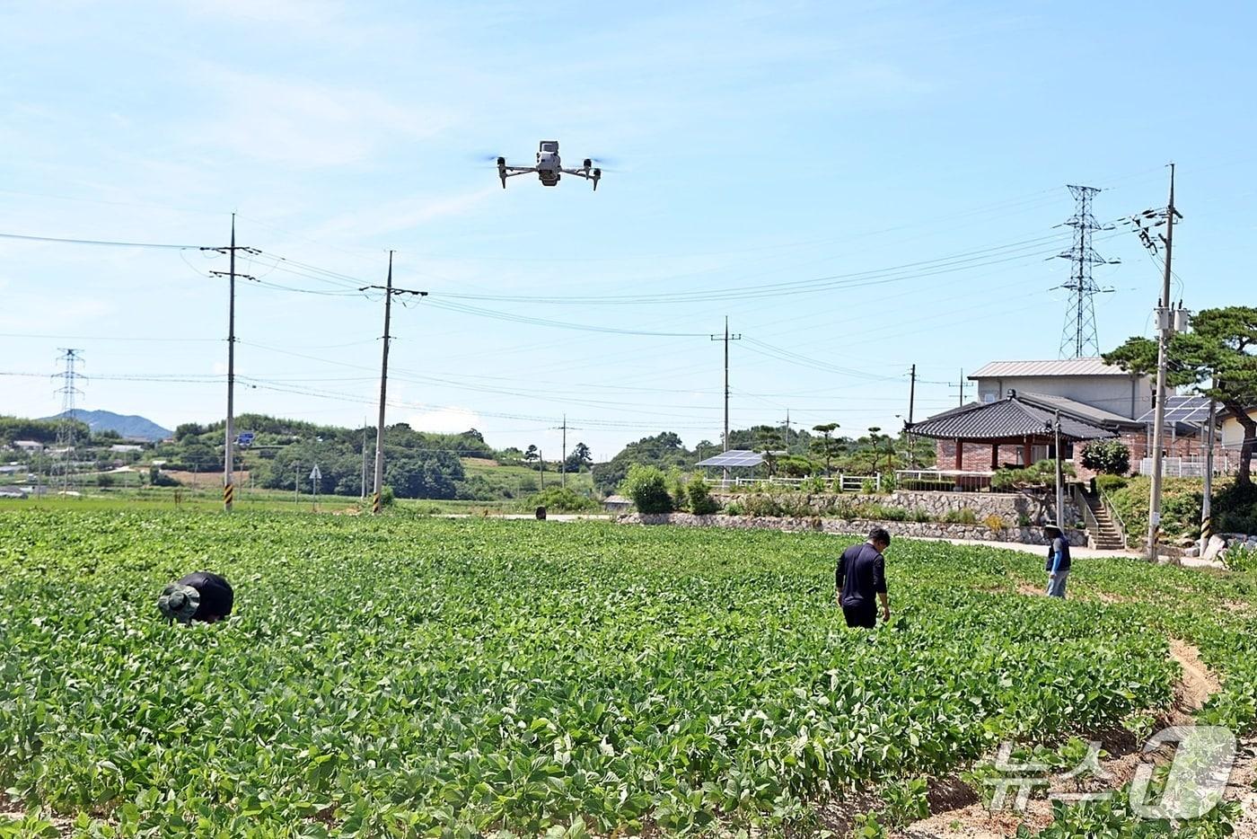 전북 정읍시가 폭염 사각지대 농업인을 보호하기 위한 드론 활용의 예찰단을 운영한다.&#40;정읍시 제공. 재판매 및 DB금지&#41;/뉴스1 