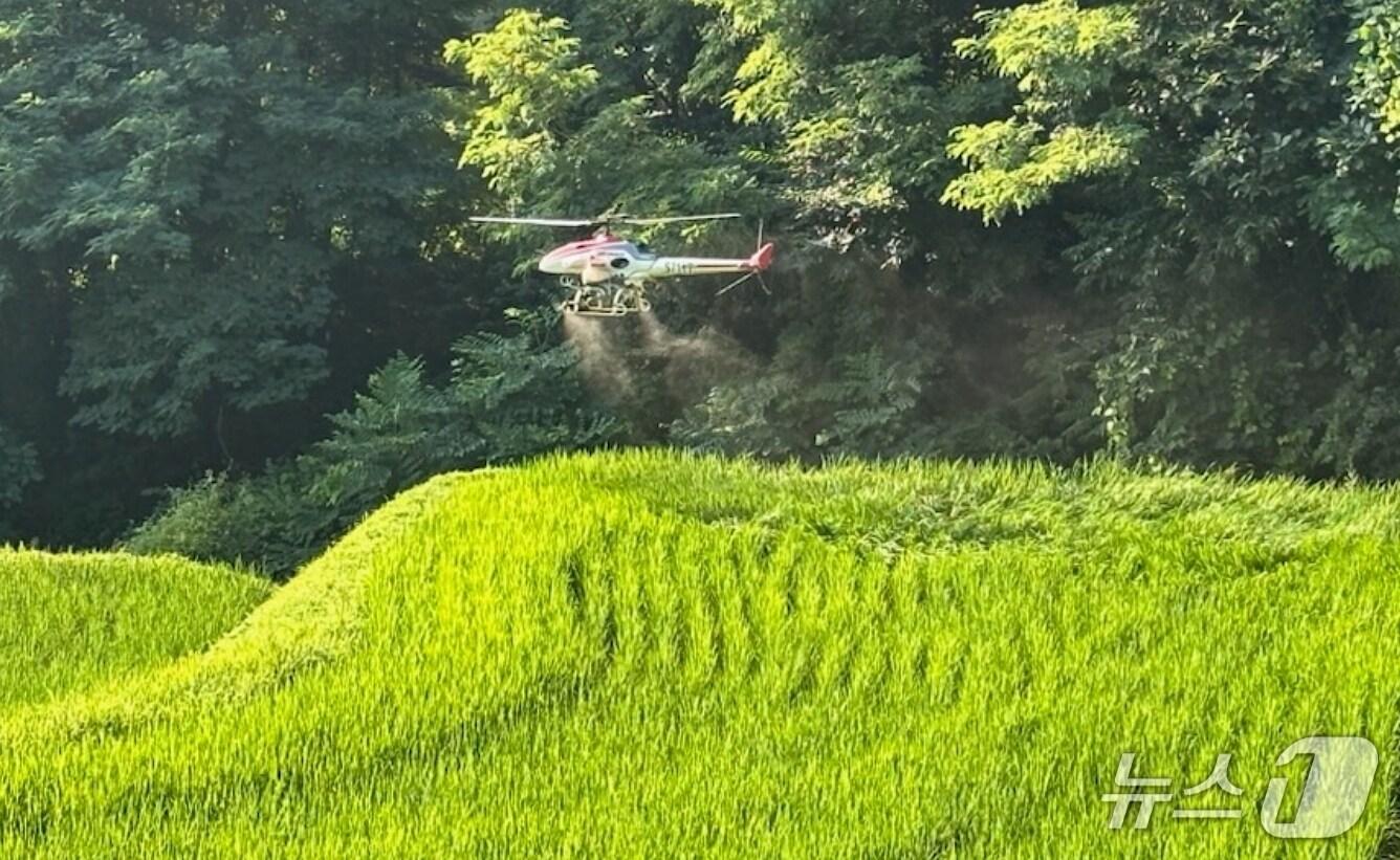 본문 이미지 -  진천군 무인헬기 벼 병해충 공동방제 모습.(진천군 제공)/뉴스1