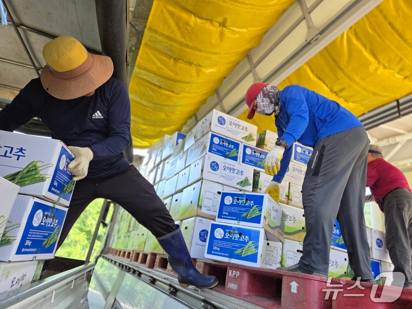 본문 이미지 - 도매시장에서 최고가 낙찰된 인제군 풋고추.(인제군 제공. 재판매 및 DB금지)/뉴스1