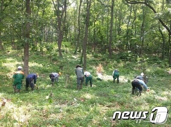 본문 이미지 - 숲 가꾸기 사업 모습 자료 사진