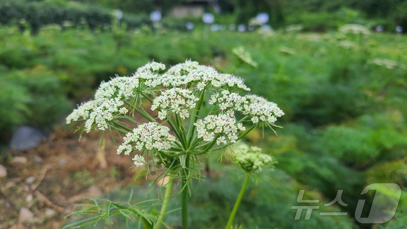 경북농업기술원이 개발한 고본 품종 '녹향'(경북농업기술원 제공, 재판매 및 DB 금지)ⓒ News1 김대벽기자