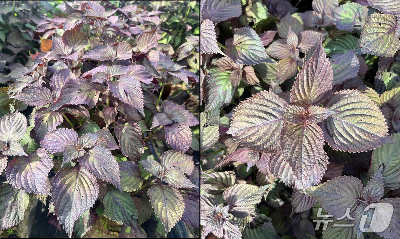 농촌진흥청은 국산 잎들깨  '숨들'을 개발하고, 호흡기 질환 개선 효과를 과학적으로 입증했다고 30일 밝혔다. 사진은 숨들(농진청 제공. 재판매 및 DB금지)2025.7.30/뉴스1