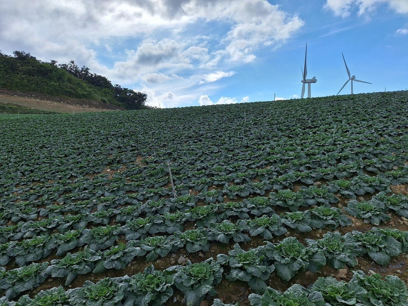 본문 이미지 - 고랭지 배추 재배 현장 (한국농수산식품유통공사 제공) 2025.07.30 /뉴스1
