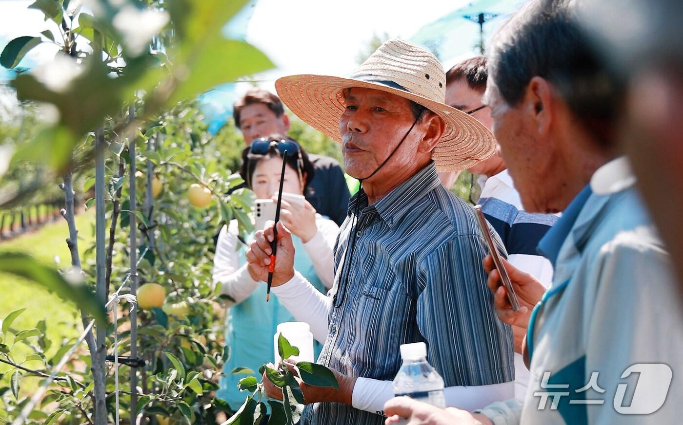군위군 경북 1호 사과명장인 홍성일 농가 과수원에서 열린 '골든볼 시범사업 현장견학’ 모습. (군위군 제공, 재판매 및 DB금지)