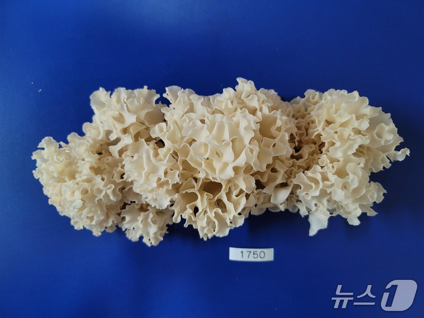 본문 이미지 -   ‘썸머퀸’ 꽃송이버섯(산림청 국립산림과학원 제공.재판매 및 DB금지)/뉴스1