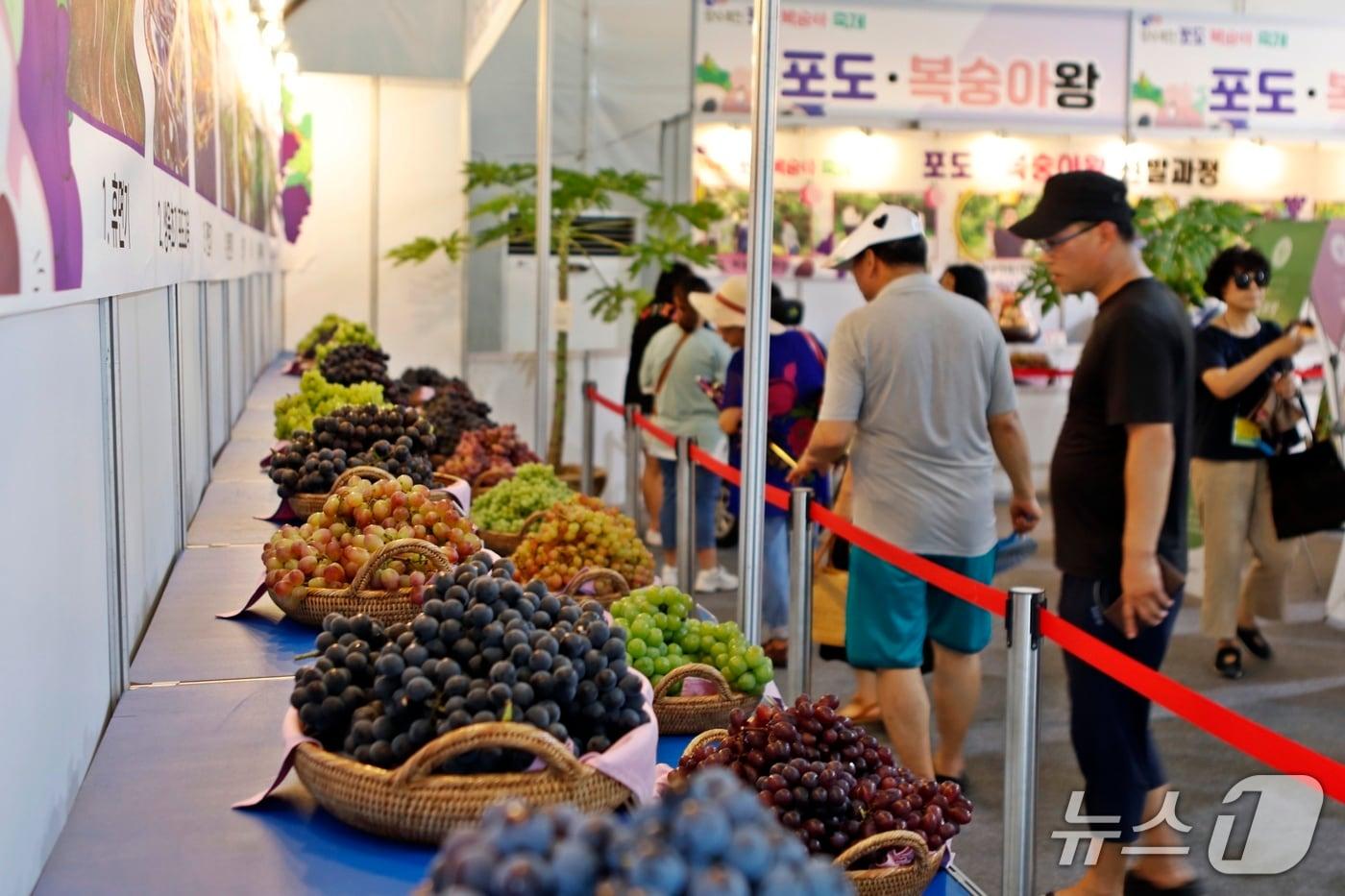 지난해  향수옥천 포도복숭아축제 기간 포도 품종 전시관 &#40;옥천군 제공, 재판매 및 DB금지&#41; /뉴스1