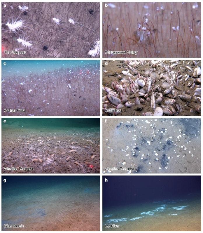 본문 이미지 - 북서태평양 쿠릴-캄차카 해구와 알류샨 열도 서부의 초심해저대에서 발견된 화학 합성 생물 군집 <출처=네이처 논문 'Flourishing chemosynthetic life at the greatest depths of hadal trenches'>