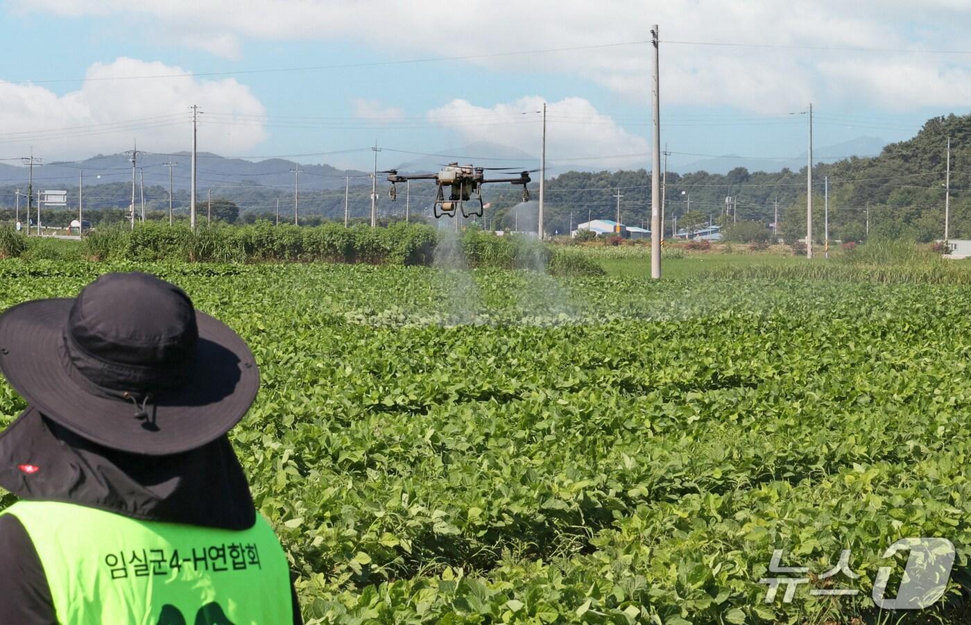 전북 임실군이 올해 처음으로 논콩 병해충 드론 항공방제를 도입했다.&#40;임실군제공. 재판매 및 DB금지&#41;2025.7.31/뉴스1