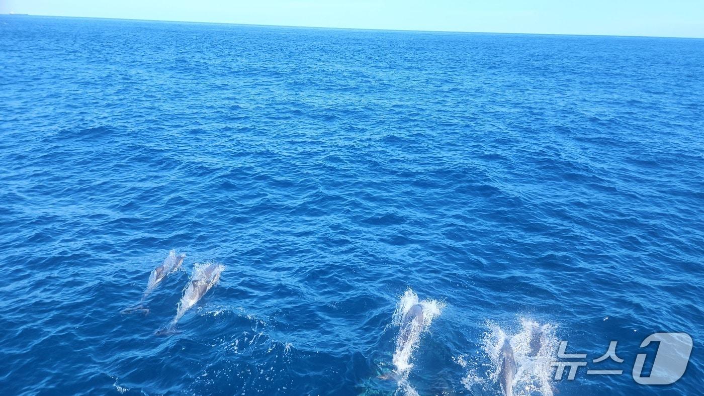 지난 30일 고래바다여행선 운항 중 참돌고래떼 1,000여 마리가 발견됐다.(울산남구청제공. 재판매 및 DB 금지)