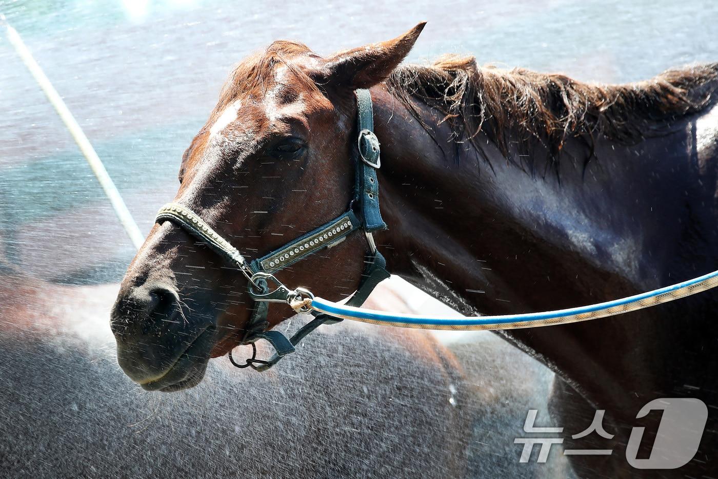 찜통더위가 계속된 31일 오후 대구 달서구 대덕승마장에서 마필관리사가 말에게 시원한 물을 뿌려 더위를 식혀주고 있다. 2025.7.31/뉴스1 ⓒ News1 공정식 기자