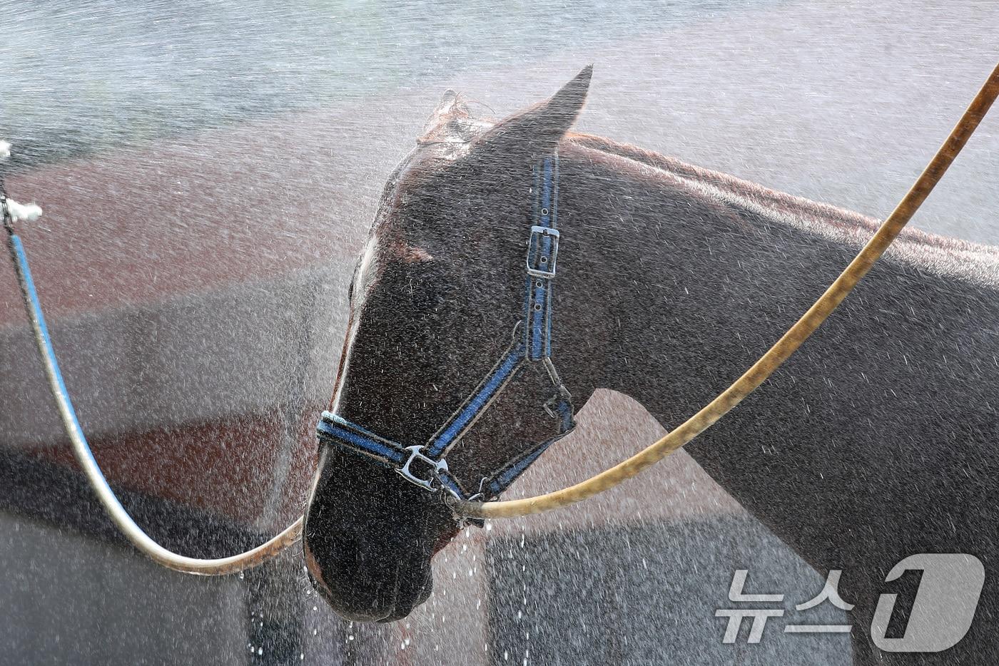 찜통더위를 보인 31일 오후 대구 달서구 대덕승마장에서 마필관리사가 말에게 시원한 물을 뿌려 더위를 식히고 있다. 대구공공시설관리공단은 폭염이 기승을 부릴 때 실내승마장에 대형 팬을 가동해 온도를 낮추고, 말 전용 전해질과 소화효소제를 사료에 섞어주는 등 여름철 건강 관리에 힘쓰고 있다. 2025.7.31/뉴스1 ⓒ News1 공정식 기자