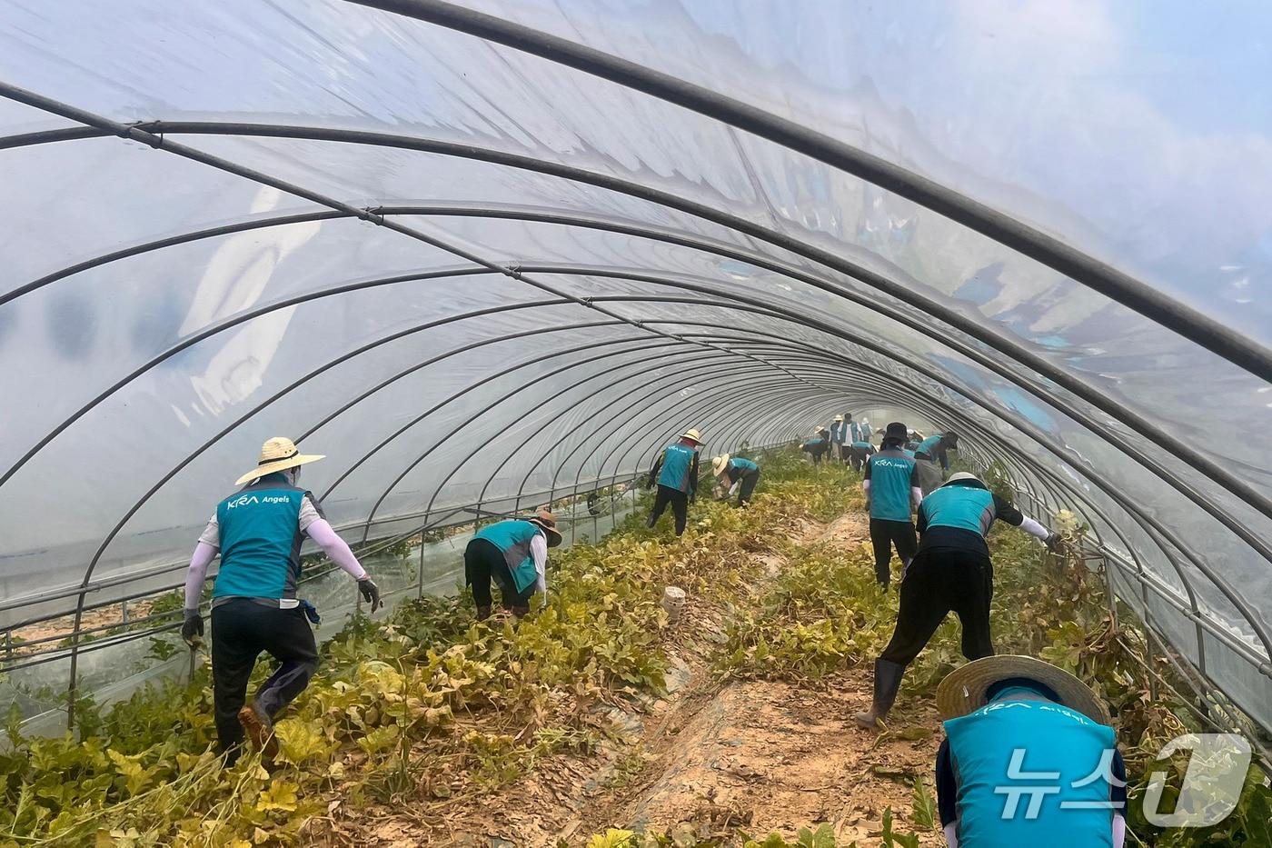 충남 예산에서 수해복구 봉사활동을 진행한 한국 마사회 직원들 &#40;한국마사회 제공&#41;