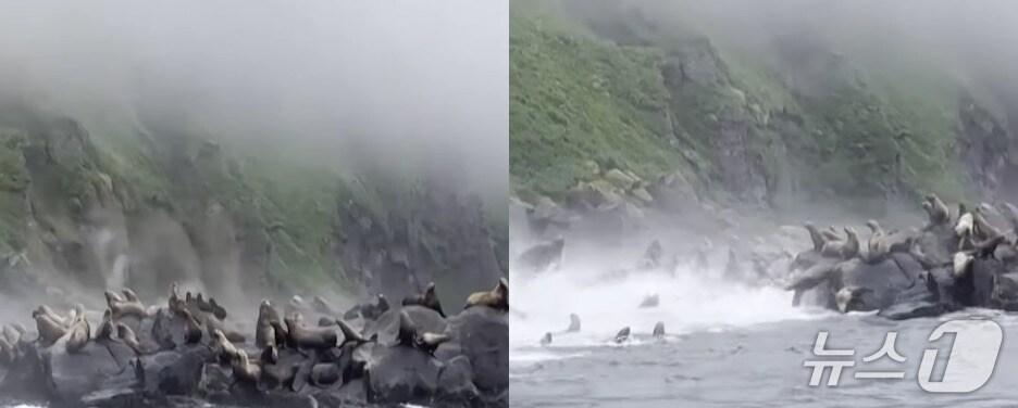 본문 이미지 - 30일(현지시간) 러시아 사할린주 안치페로프 섬에서 지진에 놀란 바다사자들이 바다로 뛰어드는 모습. (사진=로이터 유튜브 캡처)
