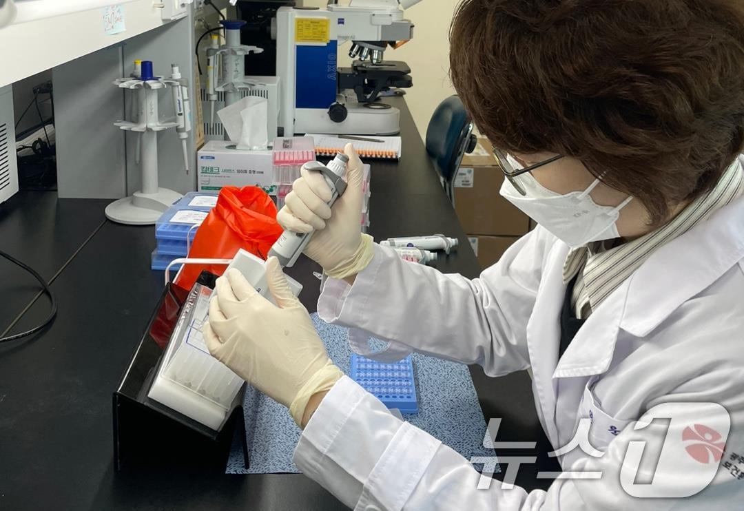 본문 이미지 - 광주시 보건환경연구원 호흡기 바이러스 검사.(광주시 제공. 재판매 및 DB 금지) 