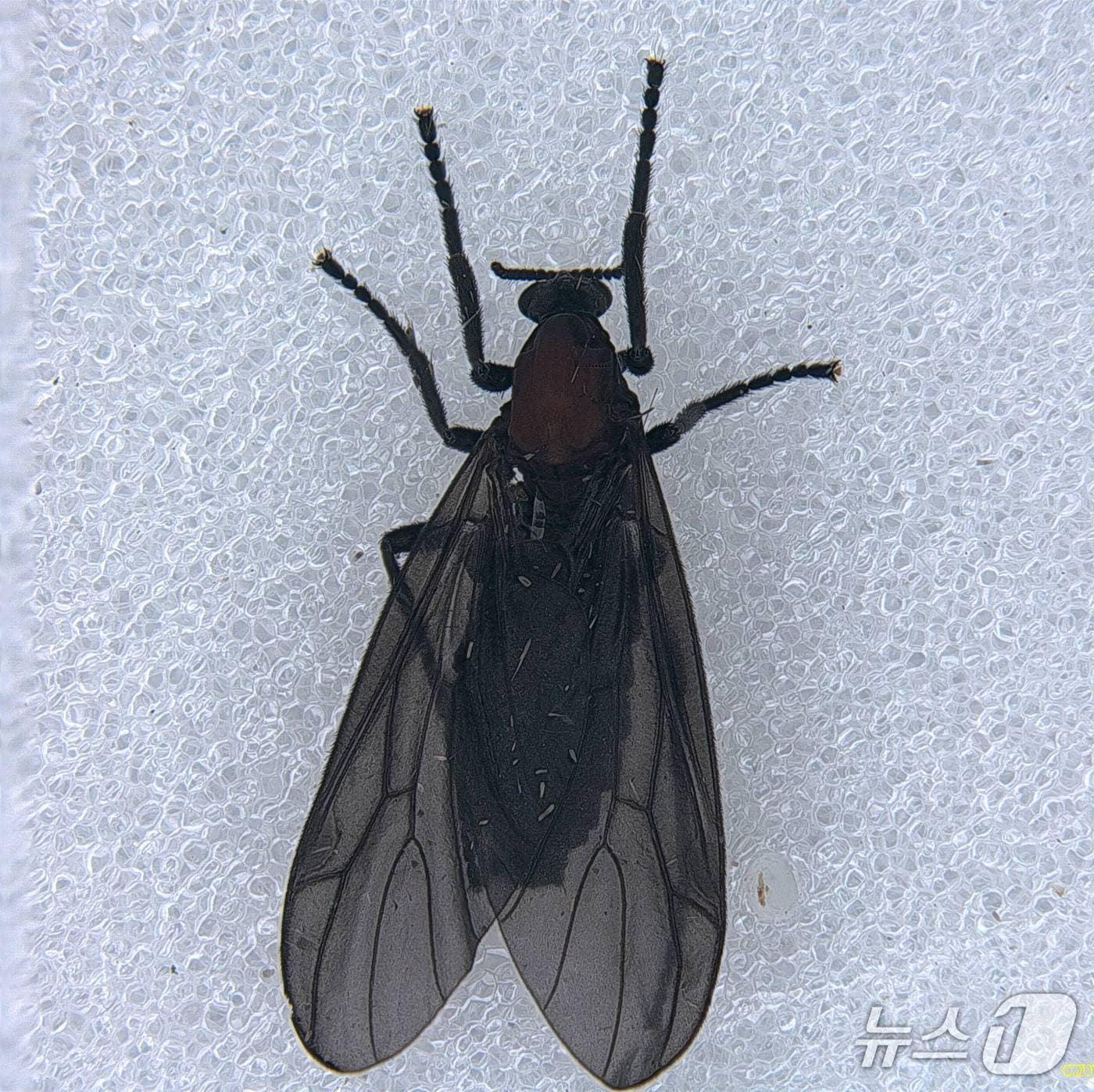 본문 이미지 - 붉은등우단털파리 사진 (산림청 국립산림과학원 제공.재판매 및 DB 금지)/뉴스1