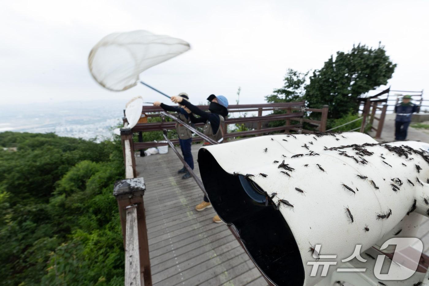 본문 이미지 - 4일 환경부 및 소속기관 직원들이 인천 계양구 소재 계양산을 중심으로 활동중인 러브버그 성체를 제거하기 위해 송풍기와 포충망을 활용해 방제 작업을 하고 있다. (환경부 제공. 재판매 및 DB 금지) 2025.7.4 / ⓒ 뉴스1