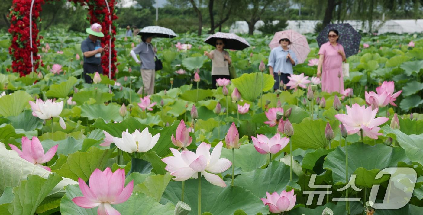 4일 충남 부여 서동공원(궁남지)에서 진행되는 부여서동연꽃축제에서 관광객들이 여유로운 시간을 보내고 있다. 2025.7.4/뉴스1 ⓒ News1 김기태 기자