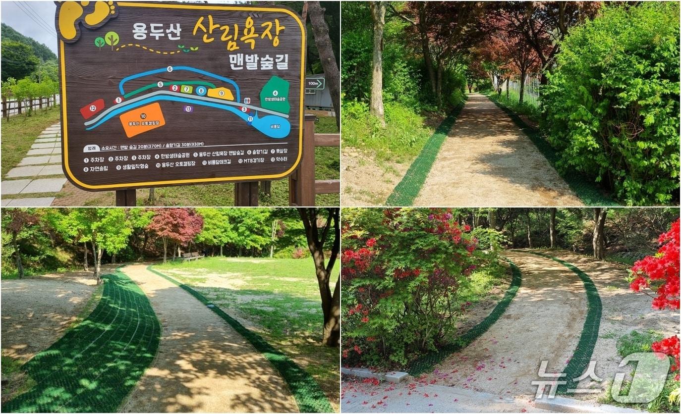 본문 이미지 - 제천시 용두산 산림욕장 맨발숲길.(제천시 제공, 재판매 및 DB금지)/뉴스1 