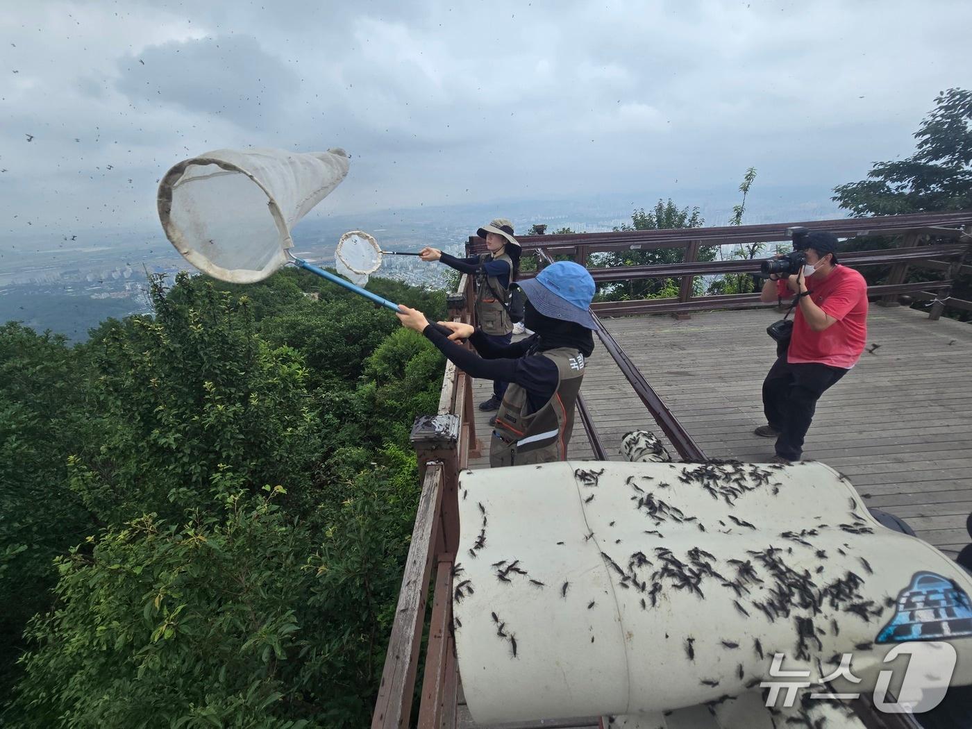 본문 이미지 - 4일 오전 국립생물자원관 연구관들이 인천 계양산 정상에서 러브버그&#40;붉은등우단털파리&#41;를 포집하고 있다. ⓒ 뉴스1 황덕현 기자