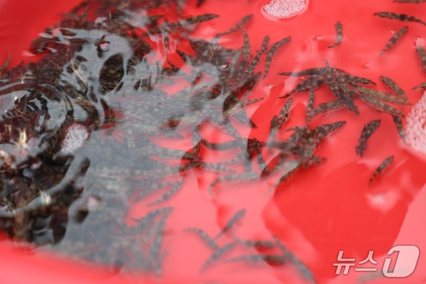  5일 충북 충주시가 쏘가리 치어 1만 5000마리를 충주호에 방류했다고 밝혔다. 사진은 쏘가리 치어.(충주시 제공. 재판매 및 DB금지)/뉴스1