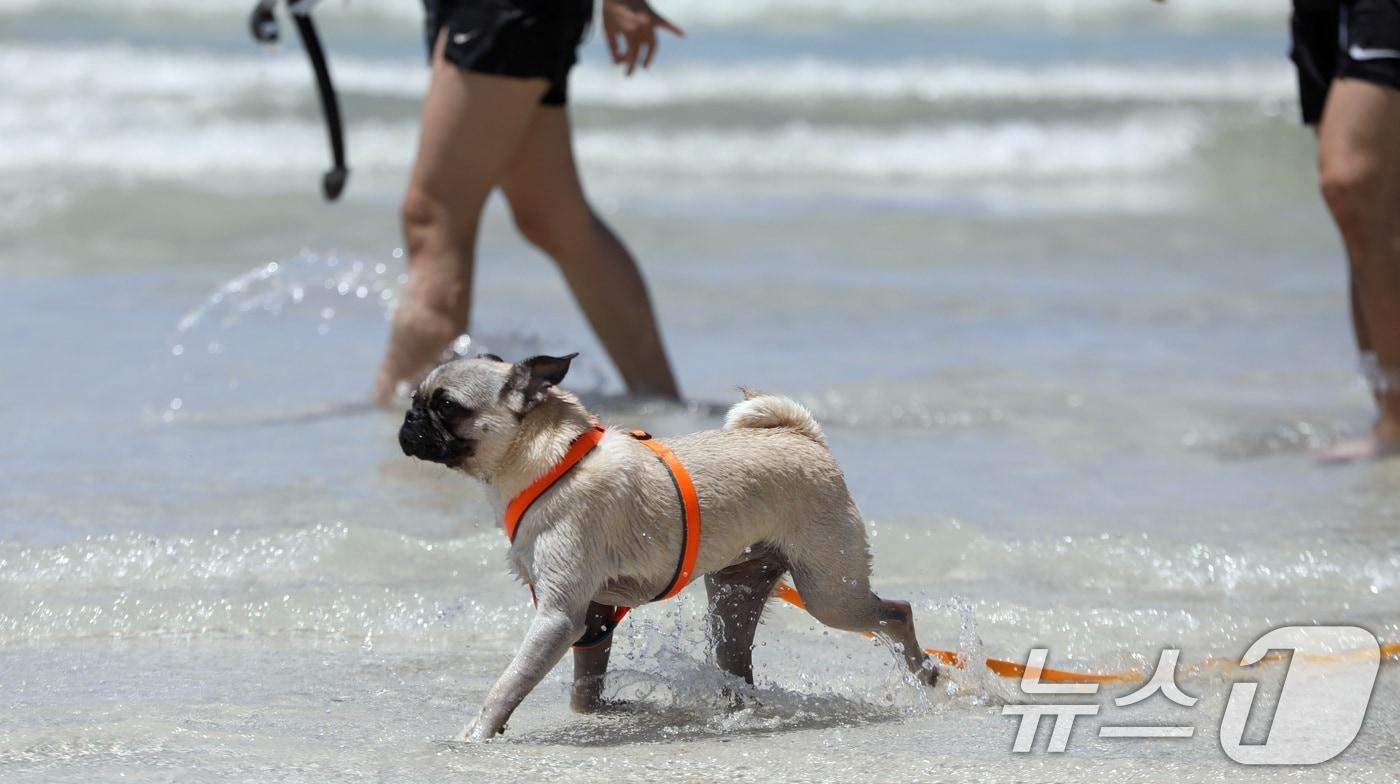 본문 이미지 - 함덕해수욕장 내 반려견 동반 해변인 '함도그비치'에서 물놀이 중인 반려견. (뉴스1 DB) ⓒ 뉴스1 고동명 기자