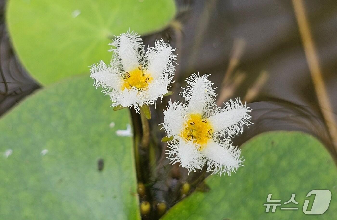 랍덕제 ‘하얀 어리연꽃’. (당진시 제공. 재판매 및 DB금지)2025.7.7/뉴스1