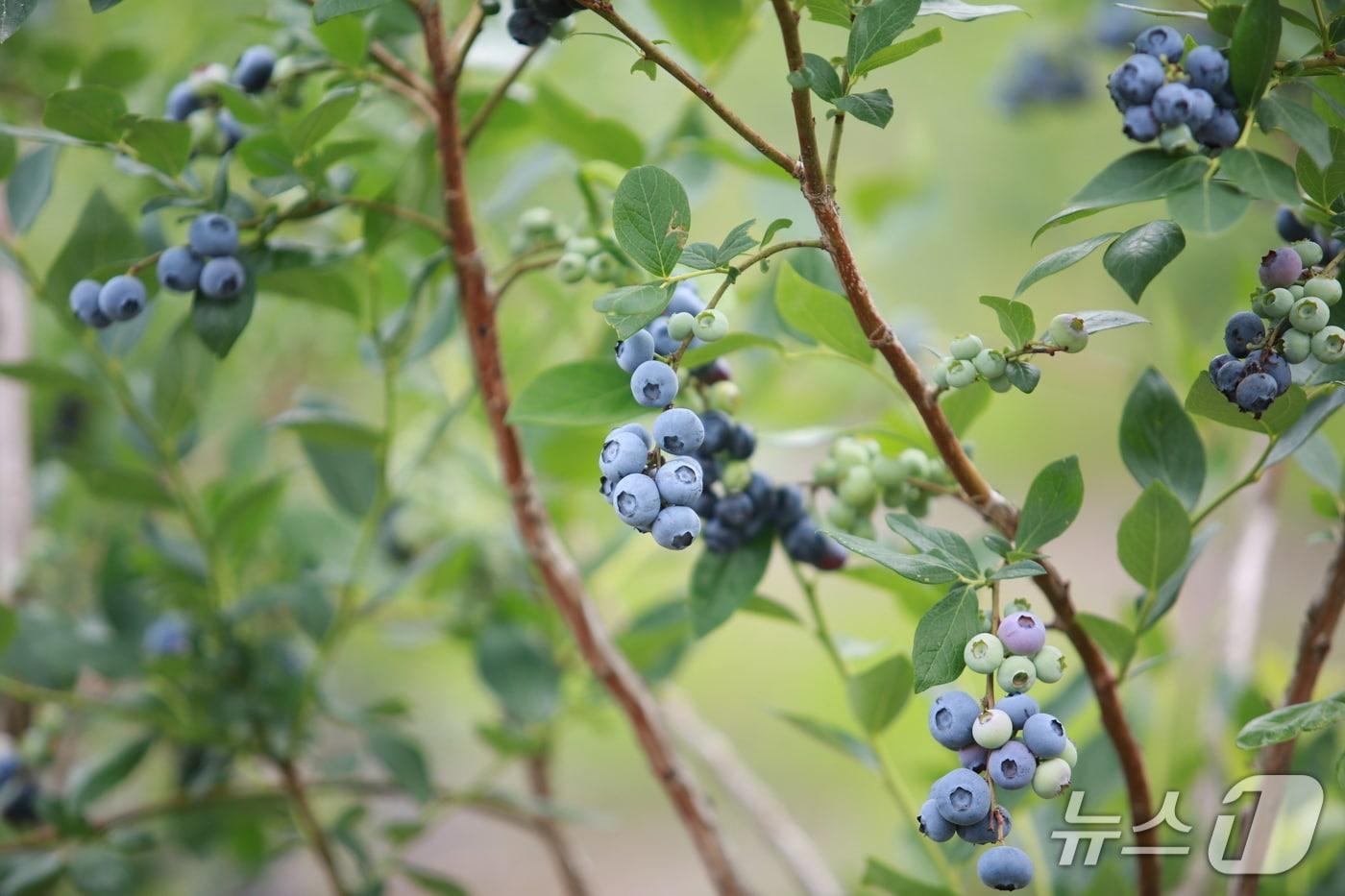 인제 블루베리.&#40;인제군 제공&#41;/뉴스1