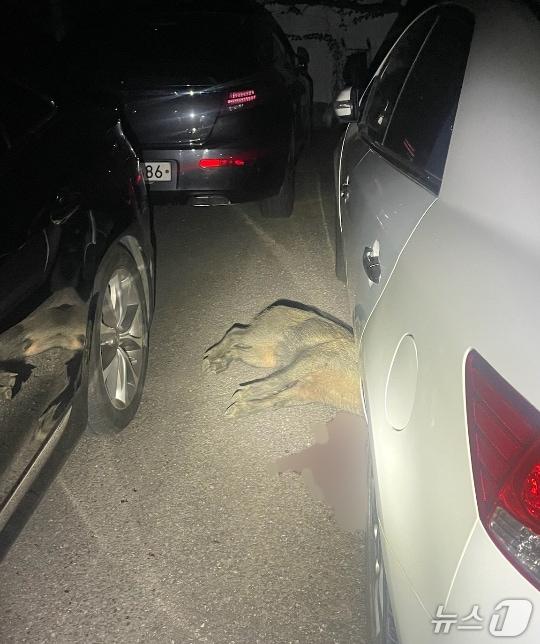 본문 이미지 - 대구 수성구 상동의 한 주택가에서 발견된 멧돼지가 사살된 모습(독자 제공.재판매 및 DB 금지)