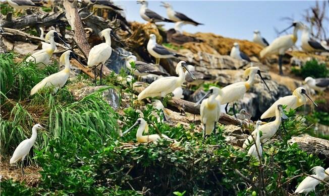 본문 이미지 -  노루섬에 서식 중인 부리 끝이 둥근 저어새와 노랑부리백로.(서천군지속가능발전협의회 제공. 재판매 및 DB금지)2025.7.7/뉴스1