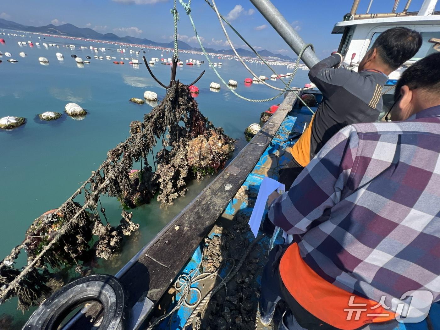 본문 이미지 - 바다에서 굴을 채취하고 있는 모습.(전남도 제공. 재판매 및 DB금지) 2025.7.7/뉴스1