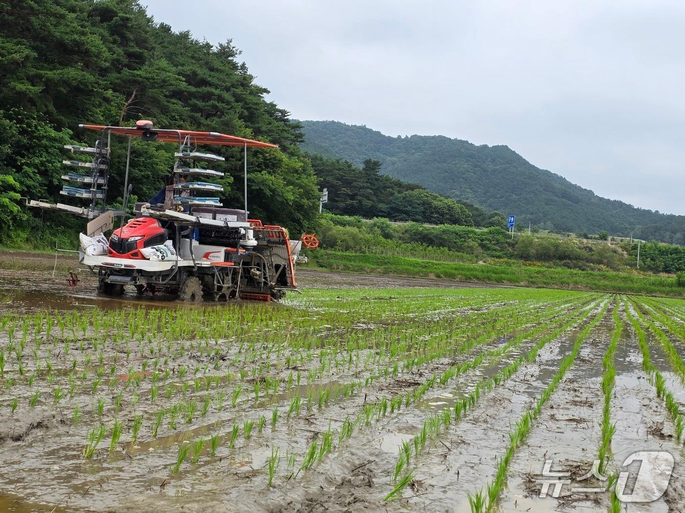 본문 이미지 - 전북 남원에서 가루쌀 모내기 작업이 진행되고 있다.(남원시 제공. 재판매 및 DB금지)/뉴스1 