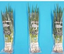 본문 이미지 - 뿌리째 필름 포장한 대파 (농촌진흥청 제공) 2025.07.07 /뉴스1